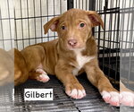 Small #3 Boxer Mix