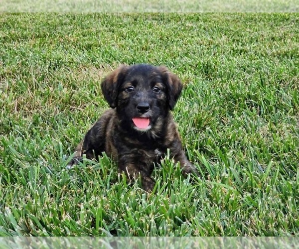 Medium Photo #5 Double Doodle Puppy For Sale in VALDESE, NC, USA
