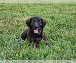 Puppy Milly Double Doodle