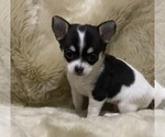 Small Photo #6 Chihuahua Puppy For Sale in AURORA, CO, USA