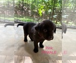 Small #15 Labrador Retriever