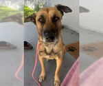 Small #4 Mutt