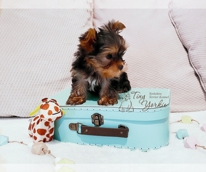 Yorkshire Terrier Puppy for sale in ORCHARDS, WA, USA