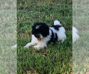 Poodle (Miniature) Puppy for sale in HADDAM, KS, USA