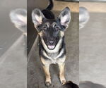 Small #1 German Shepherd Dog Mix