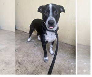 Buddy/Yamil - Male Boxerhuahua Dog for Adoption - Photo #3