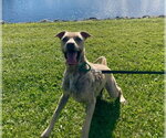 Small #2 Labrador Retriever Mix