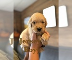 Small #10 Golden Retriever