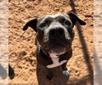Small Photo #38 American Staffordshire Terrier Puppy For Sale in Kanab, UT, USA