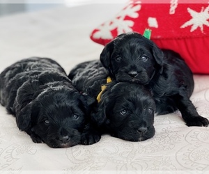 Poodle (Toy)-Sheepadoodle Mix Puppy for sale in FARMINGTON, UT, USA