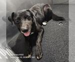 DOMINO - Male Labrador Retriever-Unknown Mix Dog for Adoption - Small photo