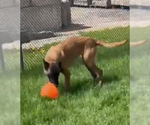Small #3 Mutt