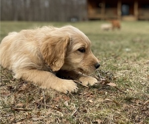 Goldendoodle Puppy for sale in STAR TANNERY, VA, USA