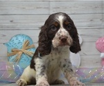 Small Photo #4 English Springer Spaniel Puppy For Sale in EAST PALESTINE, OH, USA