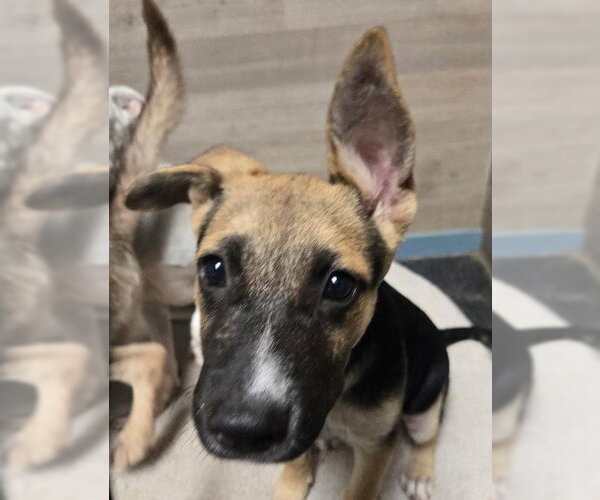 Medium Photo #1 German Shepherd Dog-Unknown Mix Puppy For Sale in The Woodlands, TX, USA