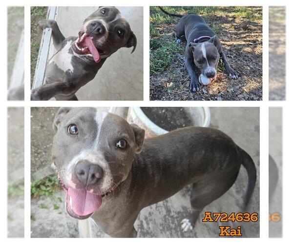 Medium Photo #2 American Staffordshire Terrier Puppy For Sale in San Antonio, TX, USA