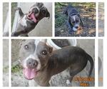 Small #1 American Staffordshire Terrier