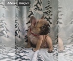 Small Photo #3 French Bulldog Puppy For Sale in MINERAL WELLS, WV, USA