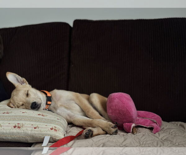Medium Photo #3 Labrador Retriever-Unknown Mix Puppy For Sale in Plainfield, IL, USA