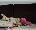 Small #2 Labrador Retriever Mix