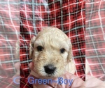 Small Photo #24 Doodle-Goldendoodle Mix Puppy For Sale in FAISON, NC, USA