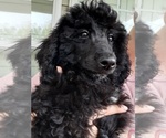 Puppy 5 Poodle (Standard)
