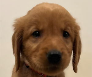 Golden Retriever Puppy for sale in COLUMBUS, IN, USA