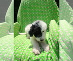 Small Pyredoodle