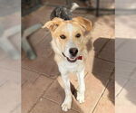 Small #1 Mutt