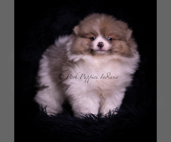 Medium Photo #122 Pomeranian Puppy For Sale in WARSAW, IN, USA