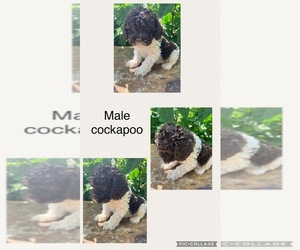 Cockapoo Puppy for sale in GOLD HILL, NC, USA