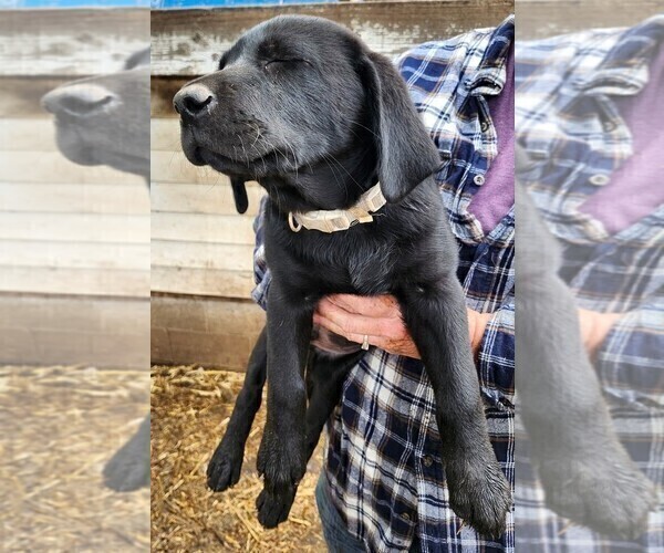 Medium Photo #2 Labrador Retriever Puppy For Sale in IONE, CA, USA