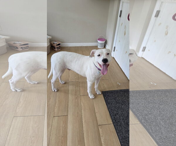 Medium Photo #7 Mutt Puppy For Sale in Rockaway, NJ, USA