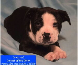 Boston Terrier-Unknown Mix Dogs for adoption in Alexander, AR, USA