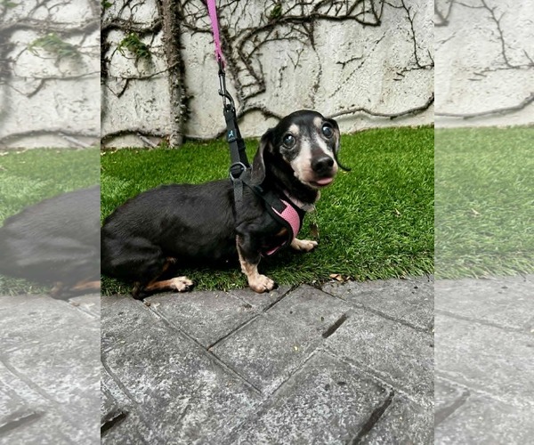 Medium Photo #1 Dachshund Puppy For Sale in Fruitland, SC, USA