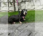 Small Dachshund