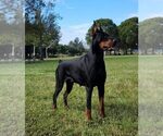 Small Photo #1 Doberman Pinscher Puppy For Sale in FORT LAUDERDALE, FL, USA