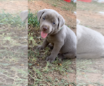 Small Photo #6 Labrador Retriever Puppy For Sale in WETUMPKA, AL, USA