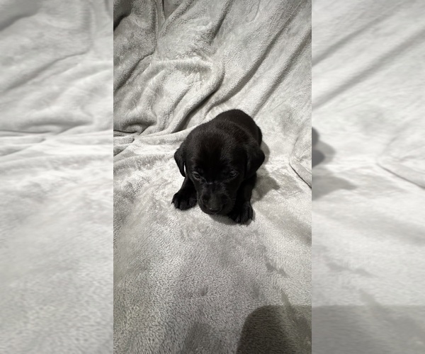 Medium Photo #11 Labrador Retriever Puppy For Sale in SIERRA VISTA, AZ, USA