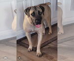 Small #2 Mutt