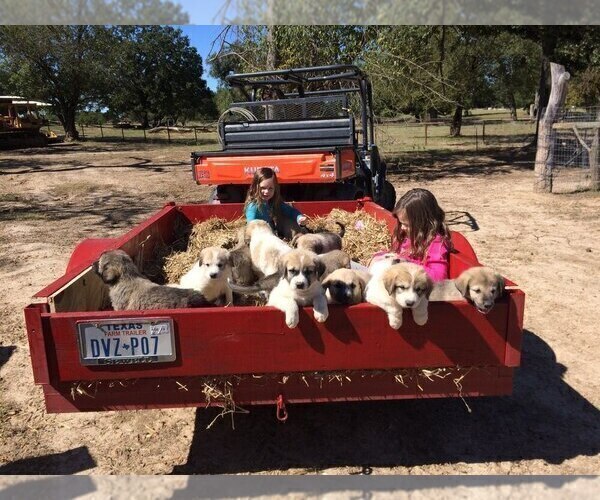 Medium Photo #4 Anatolian Shepherd Puppy For Sale in COMMERCE, TX, USA