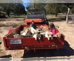 Small Photo #4 Anatolian Shepherd Puppy For Sale in COMMERCE, TX, USA