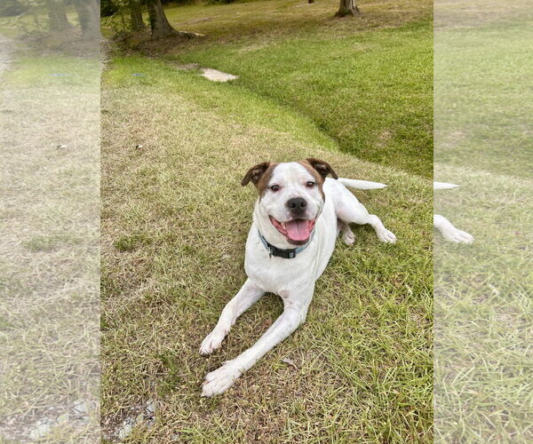 Medium Photo #1 American Staffordshire Terrier-Jack Russell Terrier Mix Puppy For Sale in Holly Springs, NC, USA