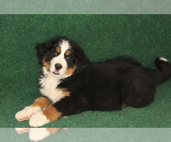 Medium Photo #9 Bernese Mountain Dog Puppy For Sale in HORN CREEK, CO, USA
