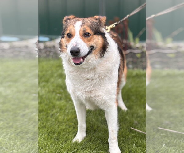 Medium Photo #1 Australian Shepherd-Unknown Mix Puppy For Sale in Batavia, NY, USA