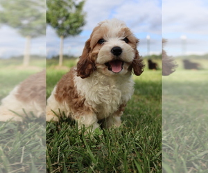 Cavapoo Puppy for sale in WEST SALEM, OH, USA