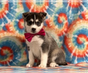 Pomsky Puppy for sale in LANCASTER, PA, USA