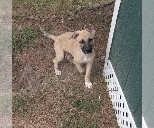 Medium Photo #3 German Shepherd Dog-Unknown Mix Puppy For Sale in The Woodlands, TX, USA