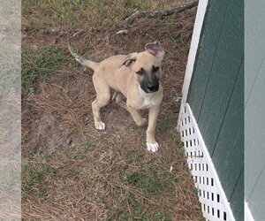 Peanut - Male German Shepherd Dog-Unknown Mix Dog for Adoption - Photo #3