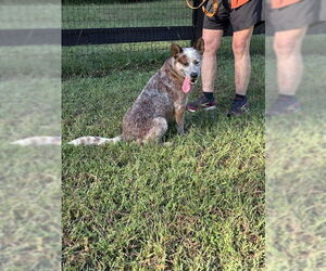 Mutt Dogs for adoption in Garden City, NY, USA